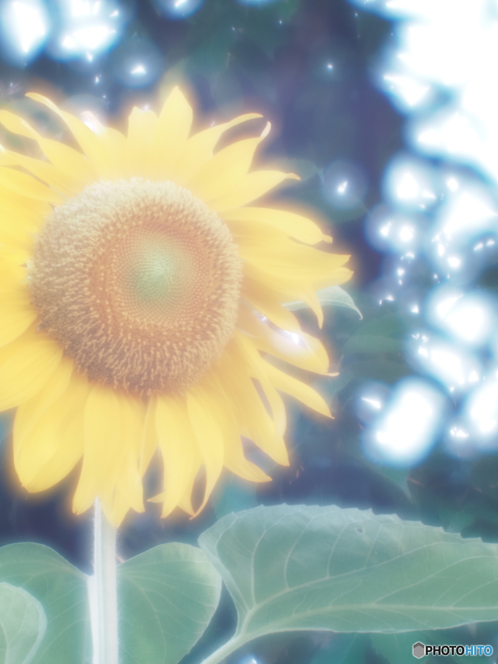「SUNFLOWER」