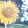 「SUNFLOWER」