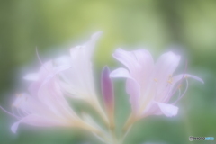 「Lycoris squamigera」