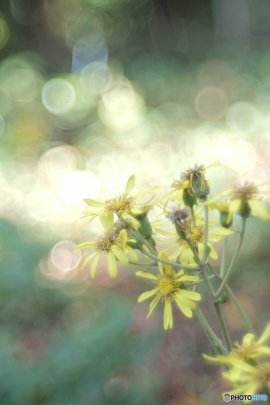 「星降る木陰」