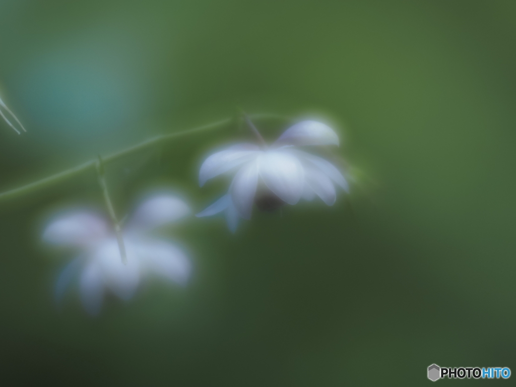 「花灯り」