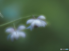 「花灯り」