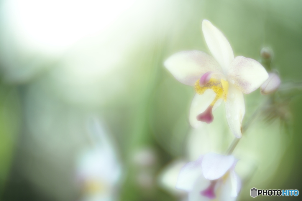 「Spathoglottis」