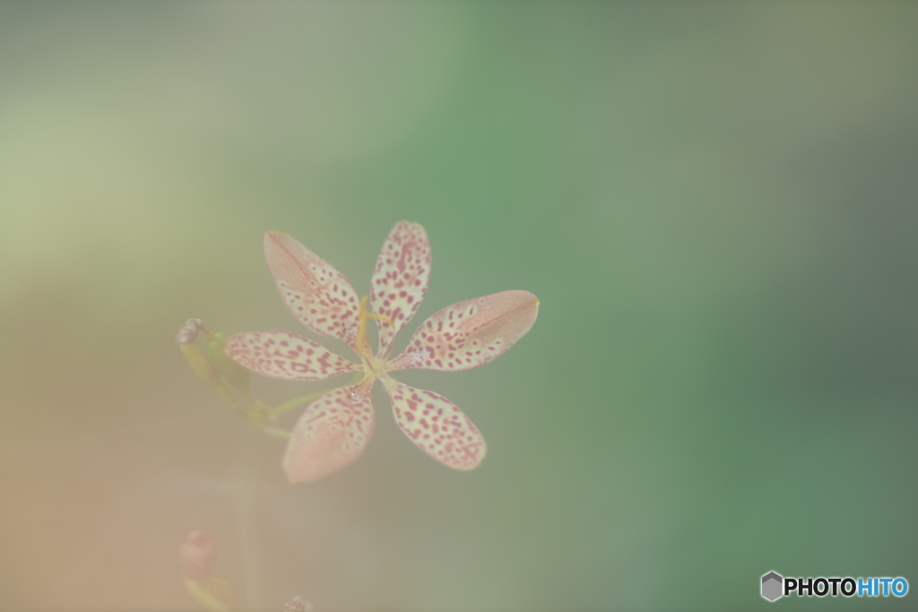 「Iris domestica」