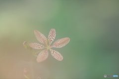 「Iris domestica」