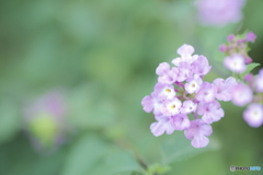 「Lantana montevidensis」