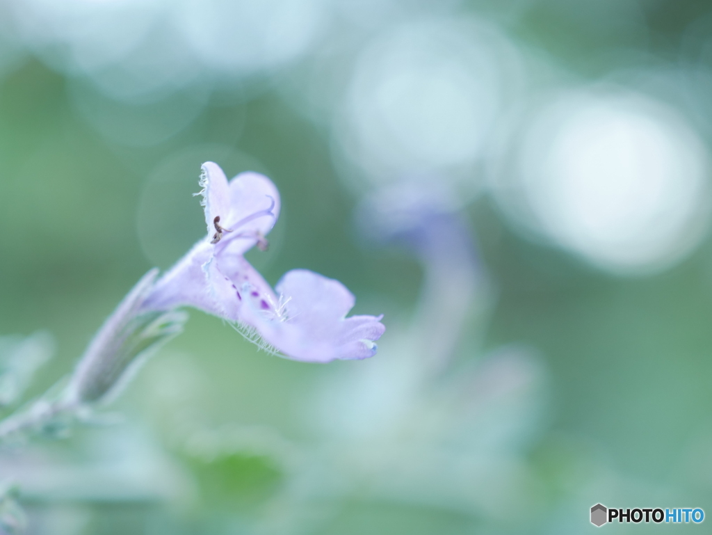 「Nepeta」