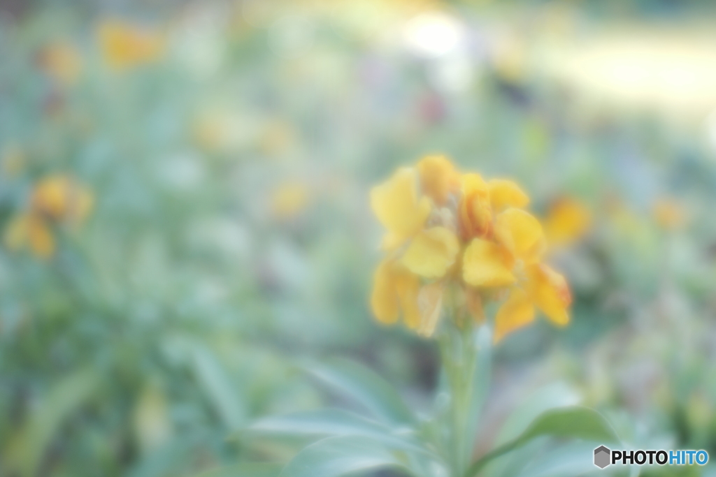 「Erysimum」