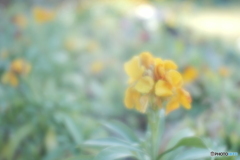 「Erysimum」