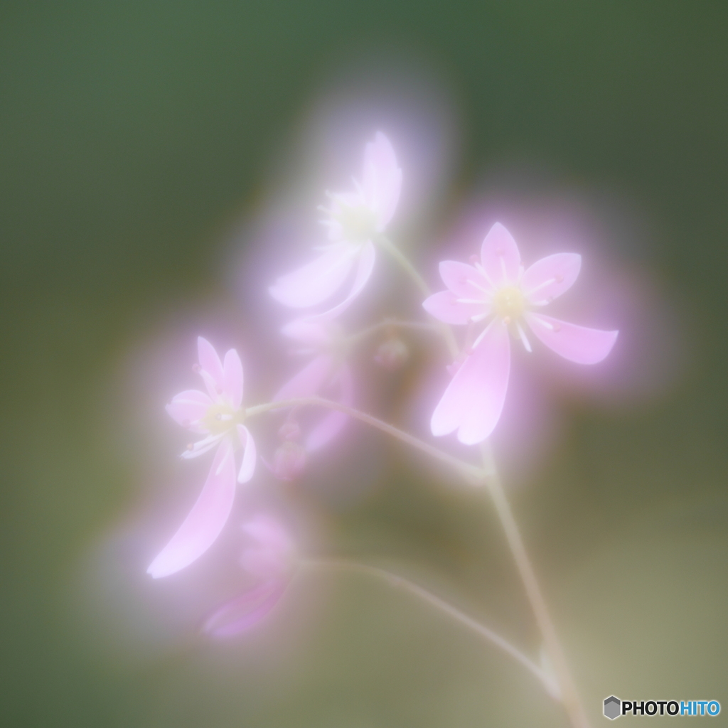 「大文字草」