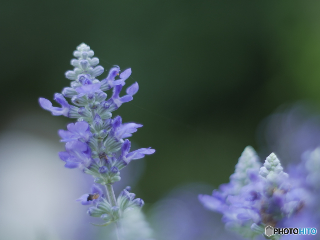 「Salvia farinacea」
