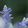 「Salvia farinacea」
