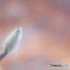 「Magnolia kobus」