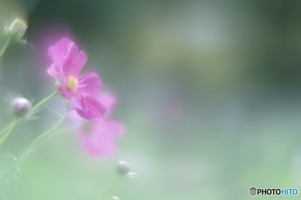 「秋桜」