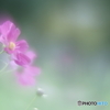 「秋桜」