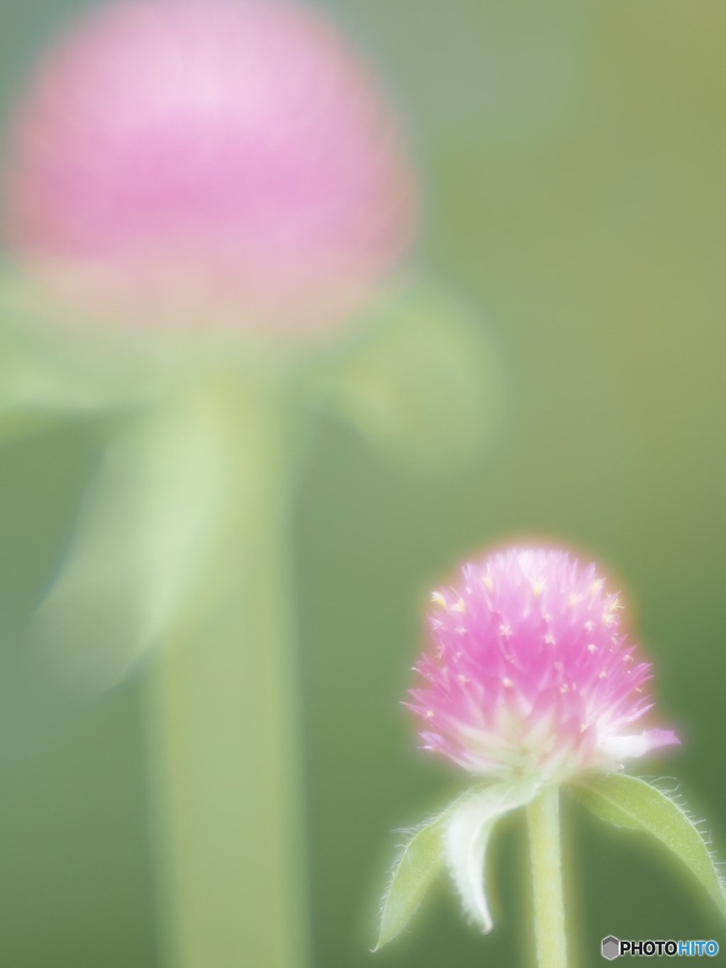 「・・・どちらを」