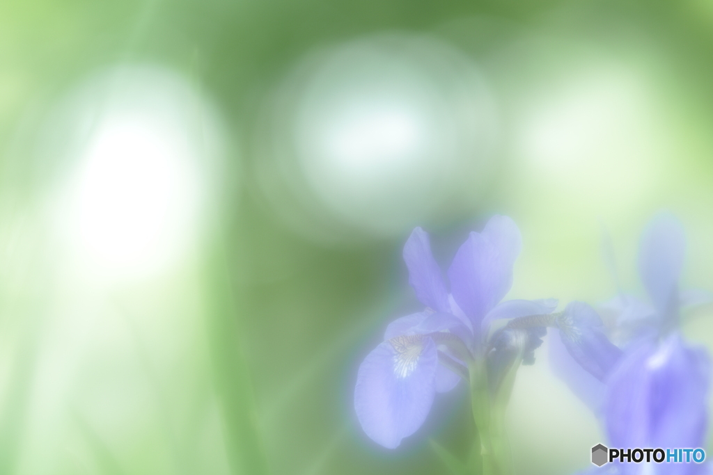 「Siberian iris」