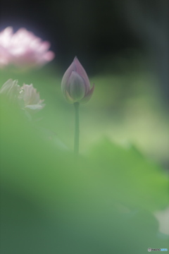 「蓮は・・・」