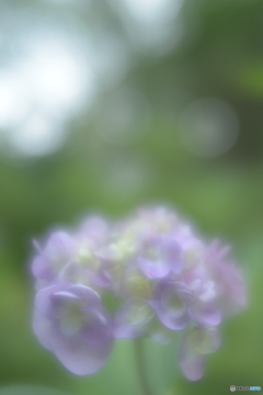 「四葩」