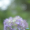 「四葩」