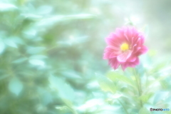 「Dahlia」