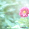 「Dahlia」