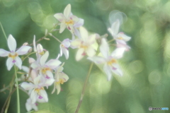 「スパティグロティス」