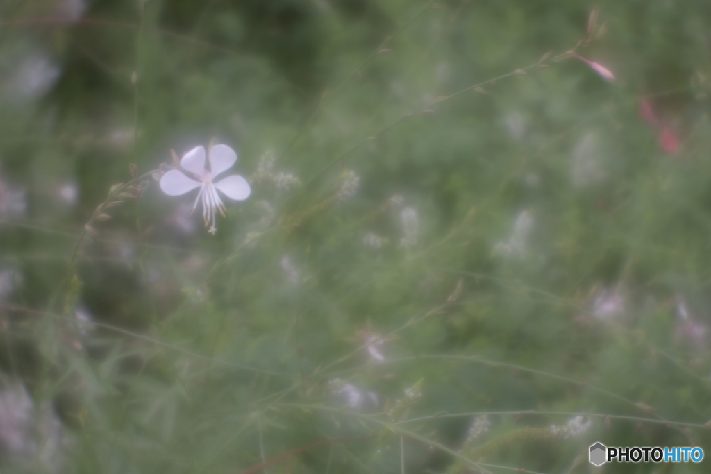 「Gaura Iindheimeri」