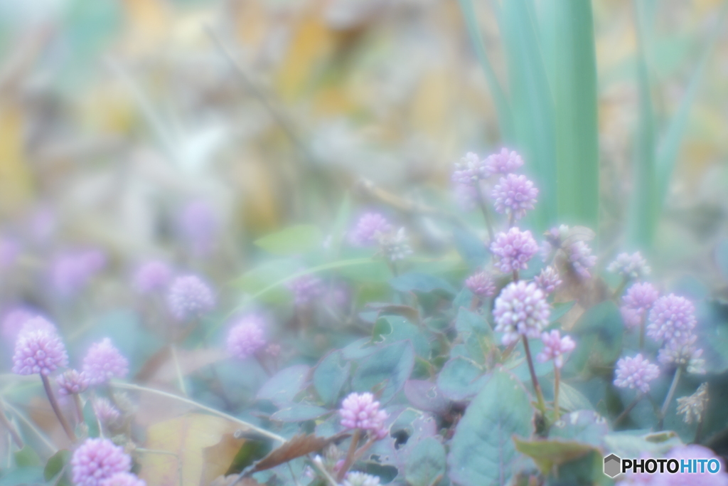 「思いがけない出会い」