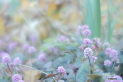 「思いがけない出会い」