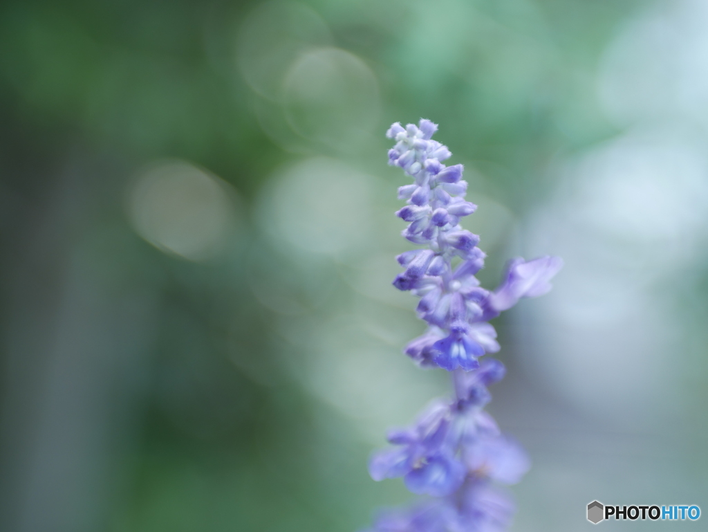 「Blue salvia」