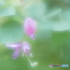 「秋の七草」