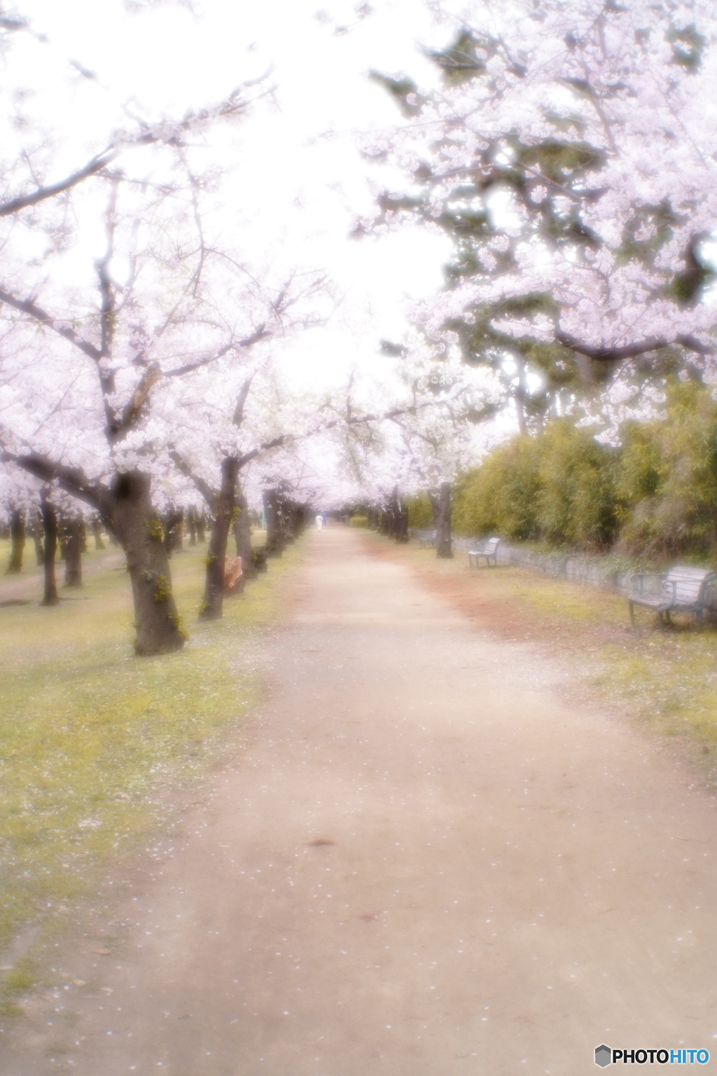 「今年も桜が 咲きました」