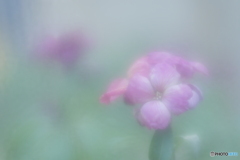 「Erysimum」