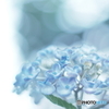 「Popcorn hydrangea」