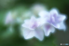 「Velvet」