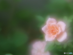 「ミニ薔薇の憂鬱」