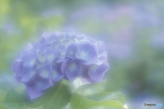 「紫陽花」
