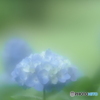 「青灯花」