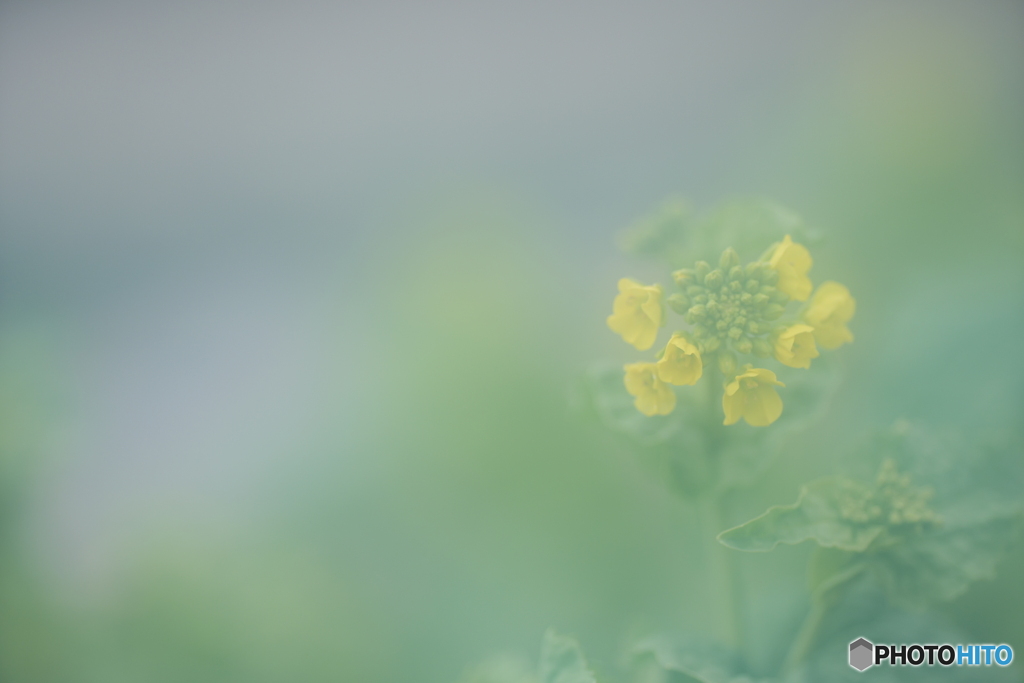 「Foreground bokeh」