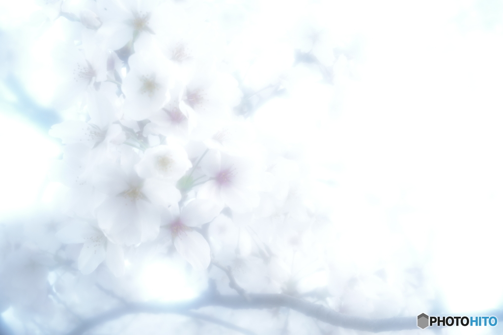 「染井吉野」