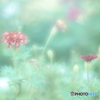 「Marigold」