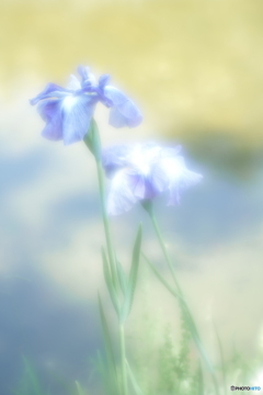 「Japanese iris」