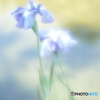 「Japanese iris」