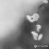 「白梅」