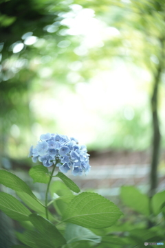 「Hydrangea」