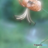 「コオニユリ」