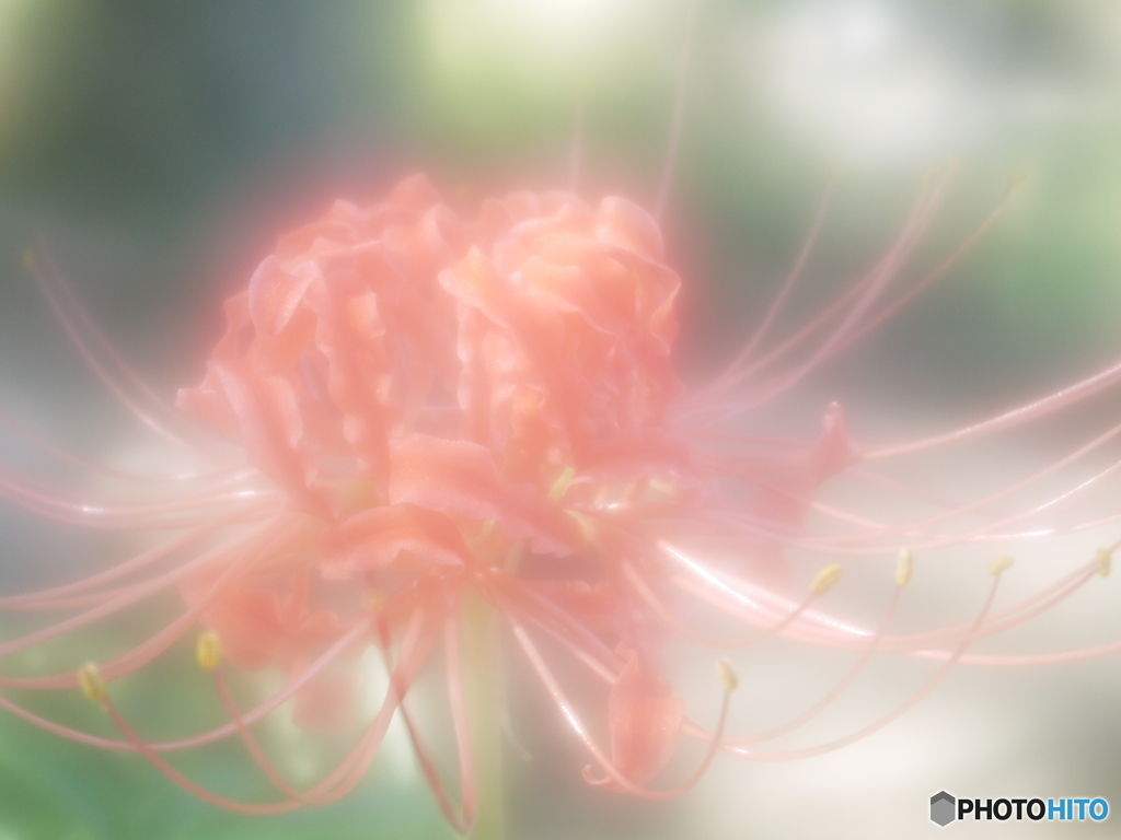 「ソフトフォーカスな紅い曼珠沙華」