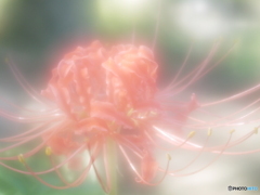 「ソフトフォーカスな紅い曼珠沙華」