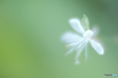 「白色蜉蝣」